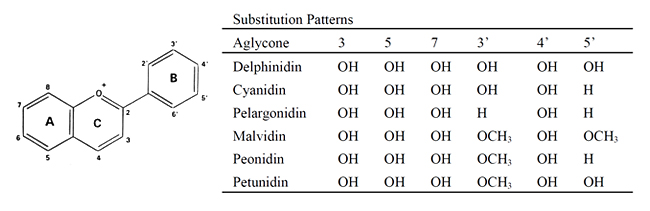 图一:花青素的结构和其衍生物 (wang et al., 1997)